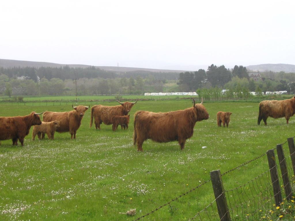 Highlander Hotel 'A Bespoke Hotel' Newtonmore Extérieur photo